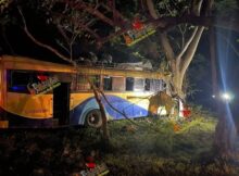 El bus impacta con un árbol.